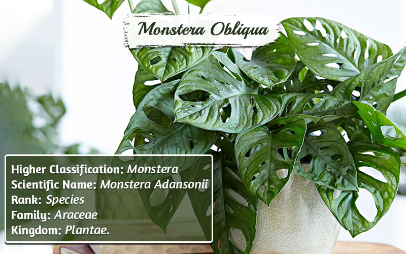 Types Of Monstera