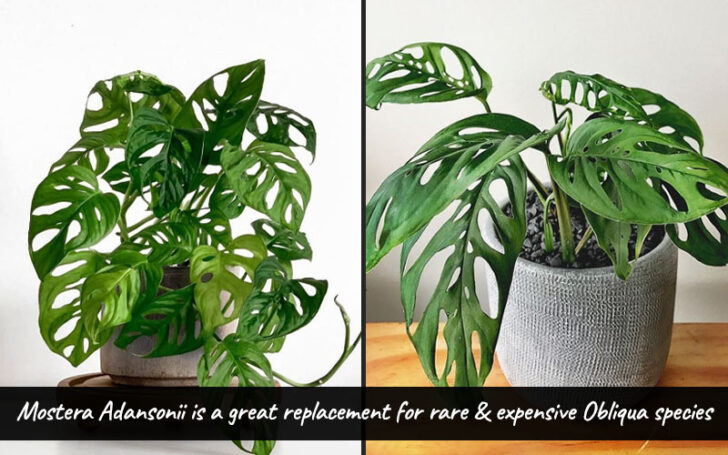 Monstera Adansonii Care