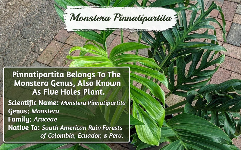 Types Of Monstera