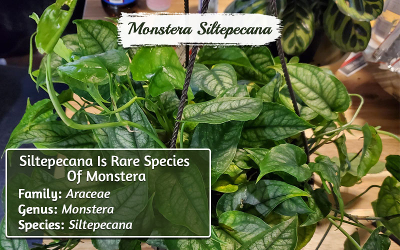 Types Of Monstera