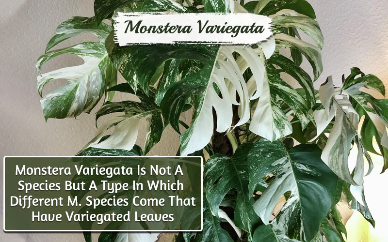 Types Of Monstera