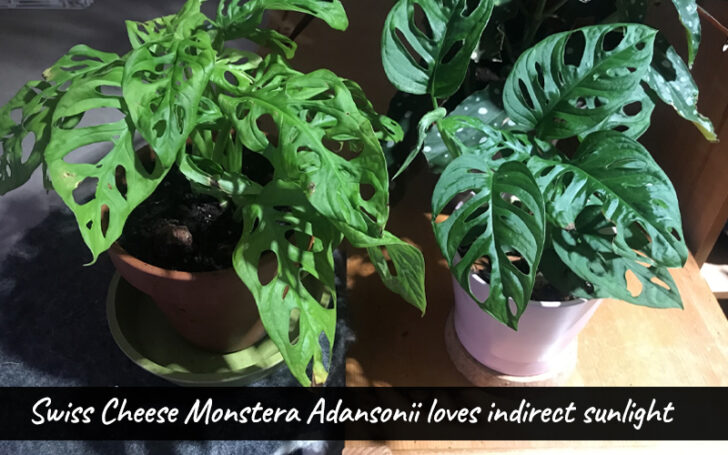 Monstera Adansonii Care