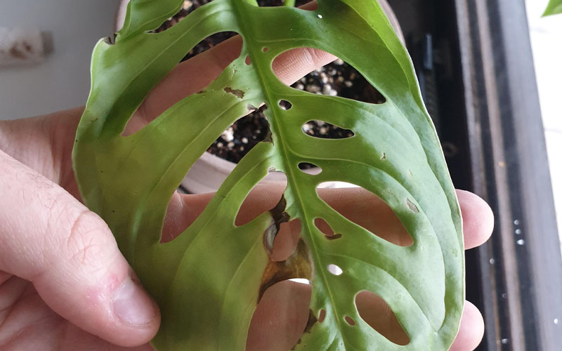 Monstera Epipremnoides