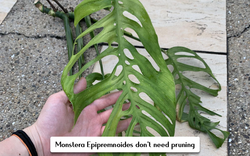 Monstera Epipremnoides