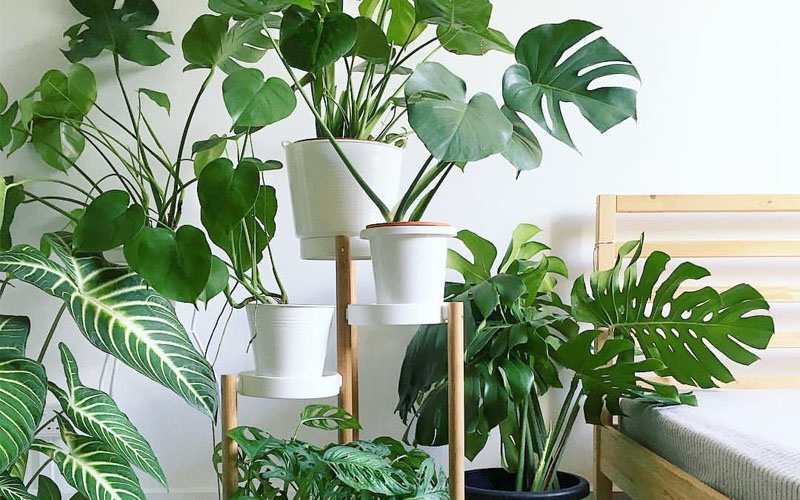 Types Of Monstera