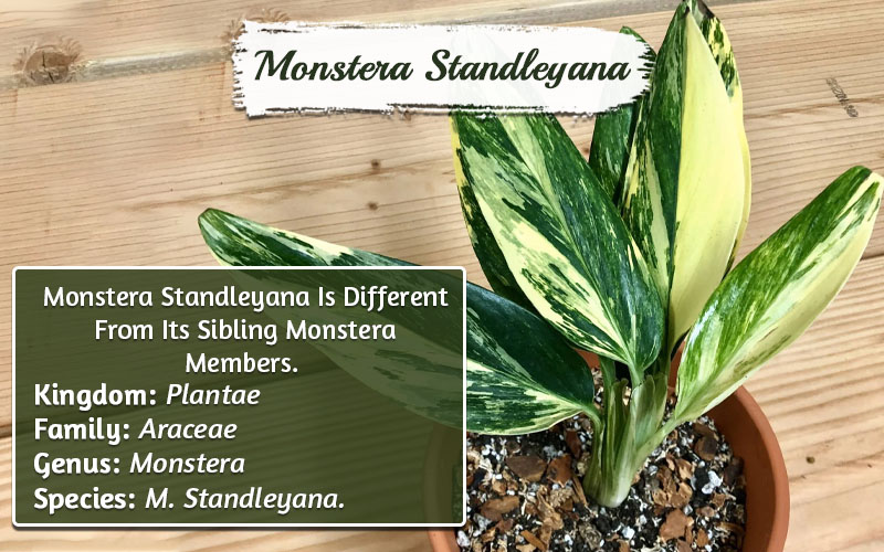 Types Of Monstera