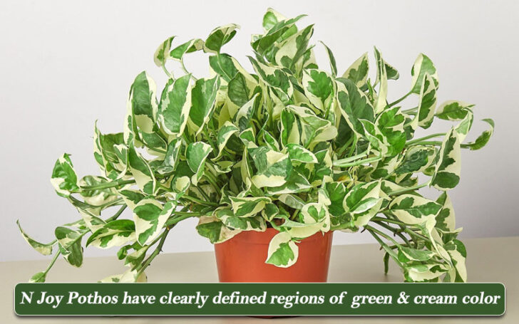 Types of Pothos