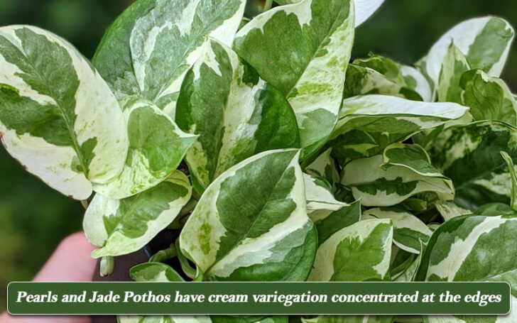 Types of Pothos