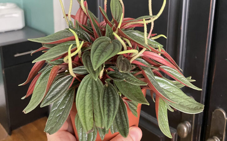 Peperomia Rosso