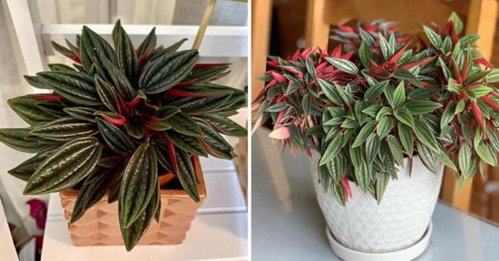 All About Peperomia Rosso Care, Propagation & Maintenance