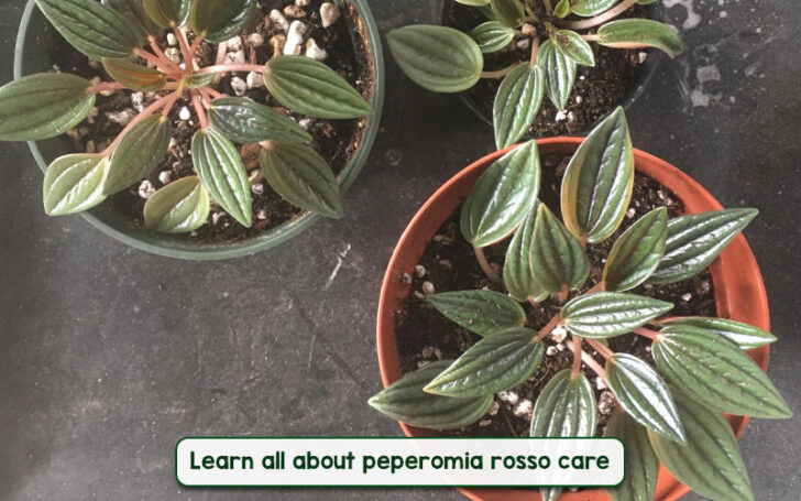 Peperomia Rosso