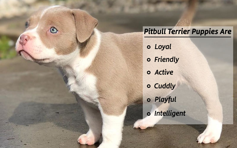 Pitbull Puppies