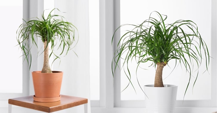 Ponytail Palm Care