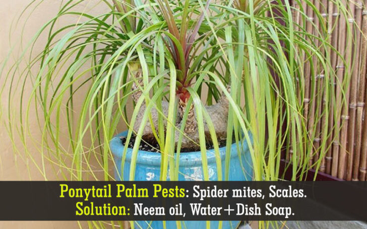 Ponytail Palm Care