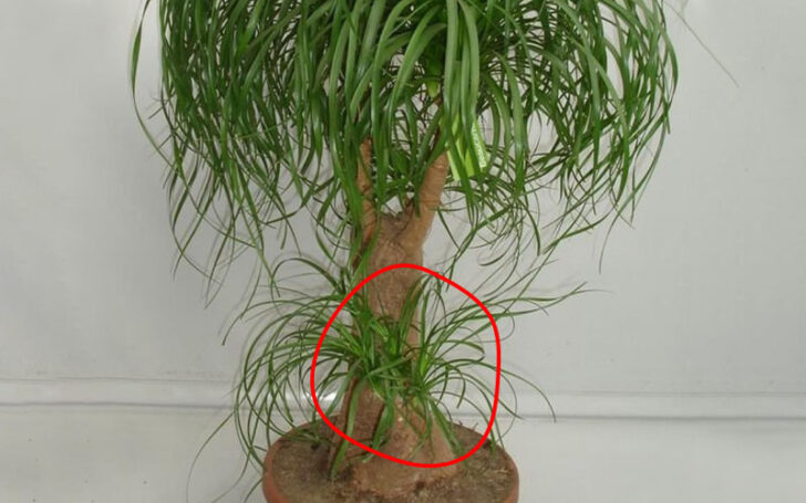 Ponytail Palm Care