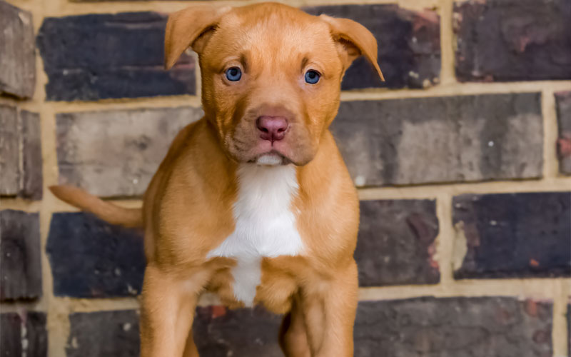 Pitbull Puppies