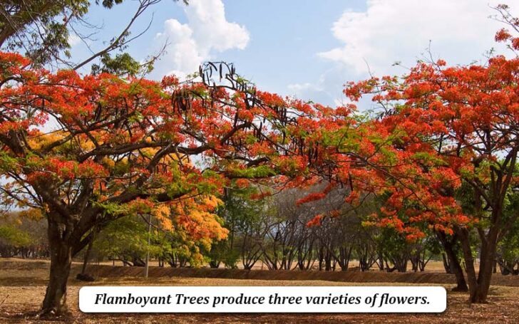 Flamboyant Tree