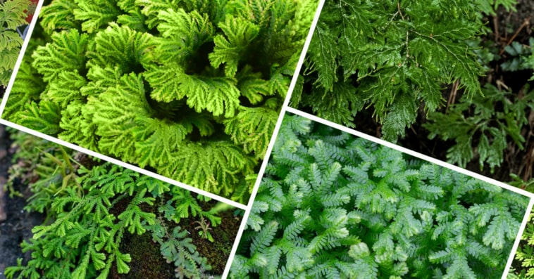 Selaginella