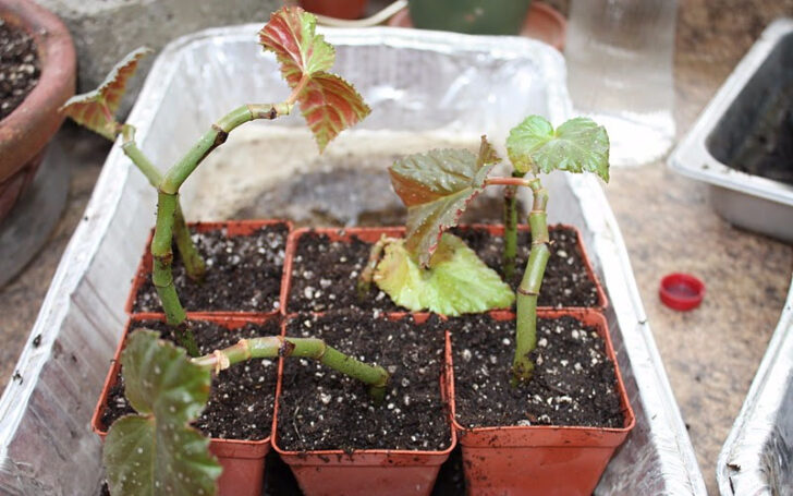 Begonia Maculata