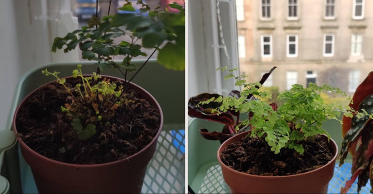 Maidenhair Fern