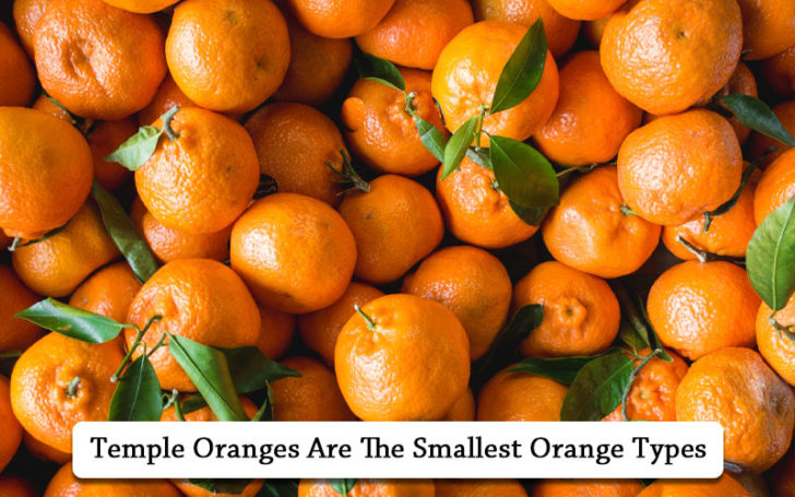 Types Of Oranges