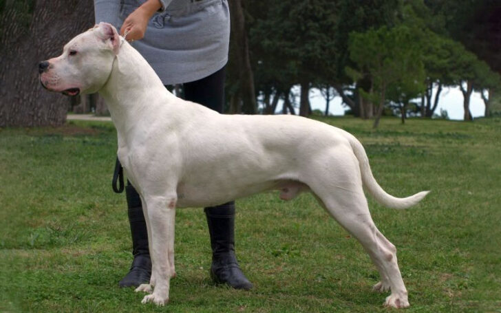 Dogo Argentino