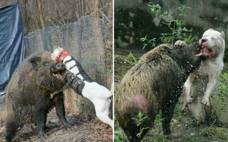 Dogo Argentino