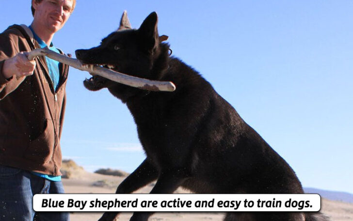 Blue Bay Shepherd