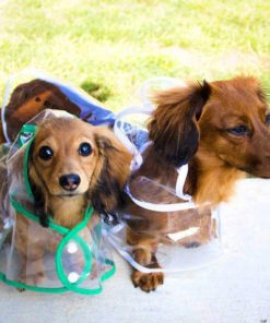 Transparent Dog Raincoat