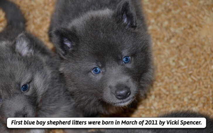 Blue Bay Shepherd