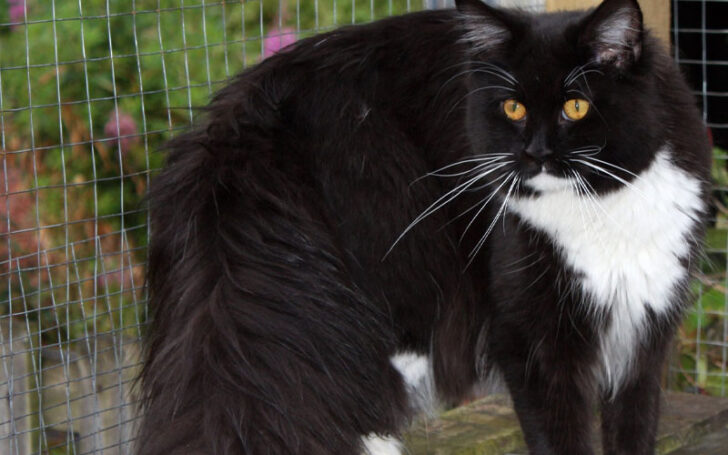 Black Maine Coon