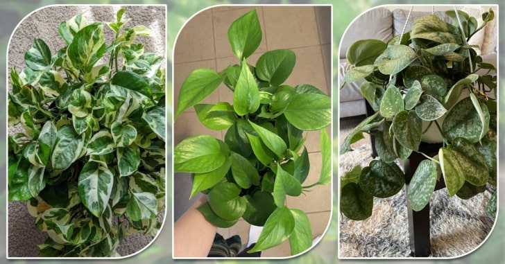 Types of Pothos