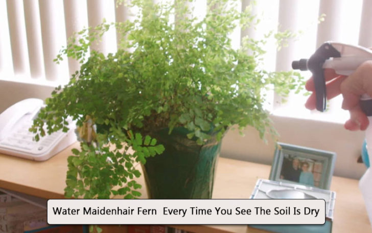 Maidenhair Fern