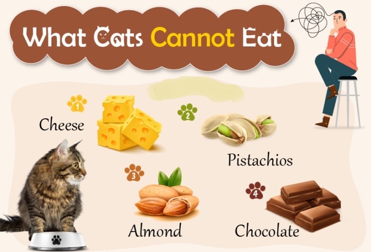 What Can Cats Eat