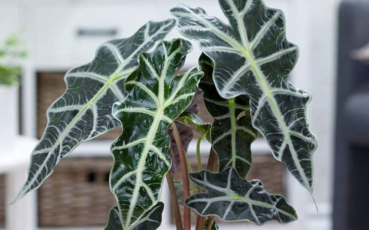 Alocasia Polly