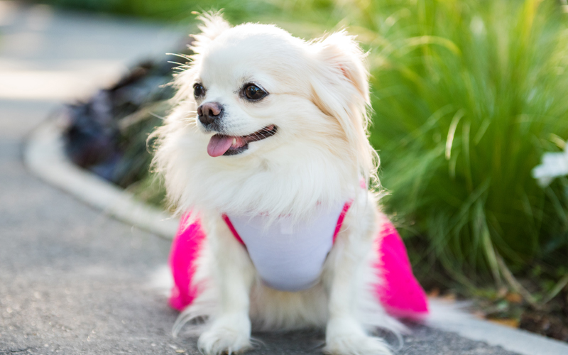 Long Haired Chihuahua