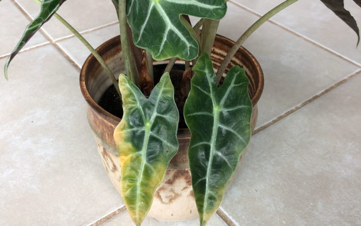 Alocasia Polly