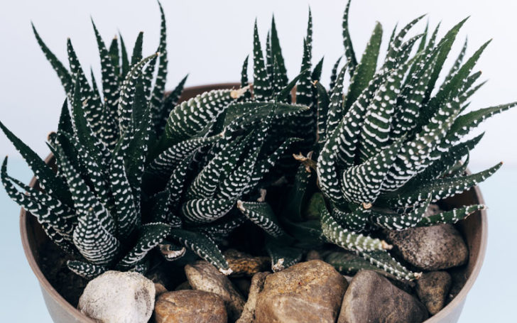 Low Light Succulents