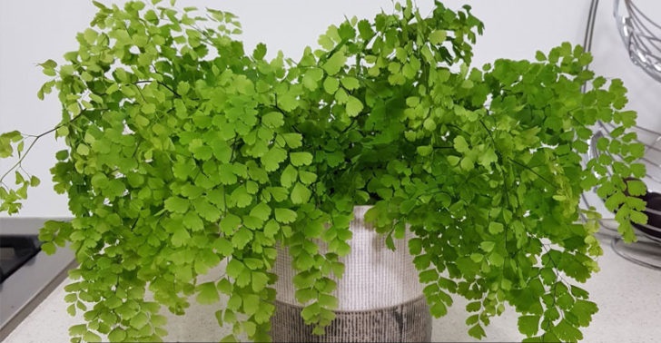 Maidenhair Fern