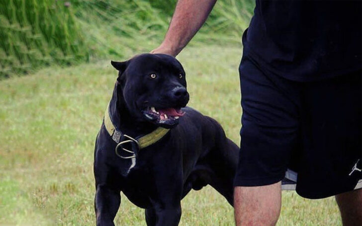 Black Pitbull