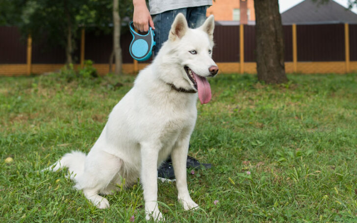 Azurian Husky