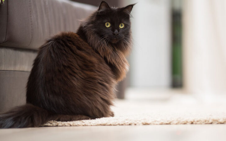 Black Maine Coon