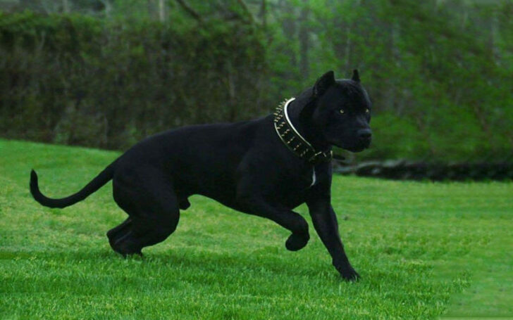 Black Pitbull