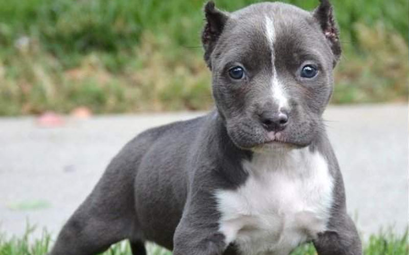 Pitbull Puppies