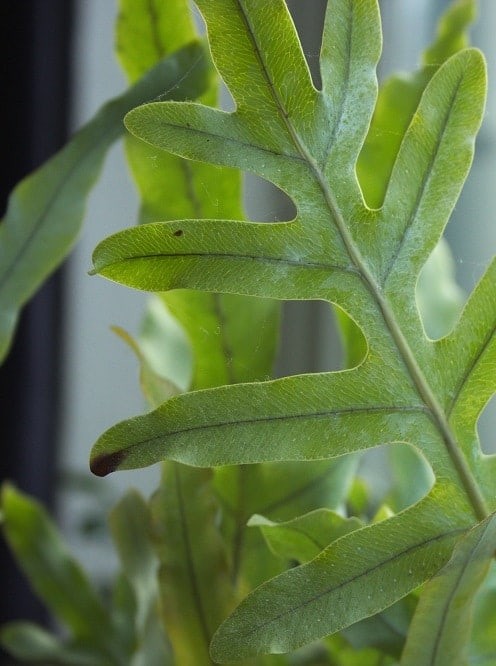 Blue Star Fern