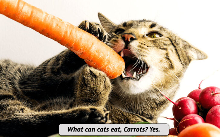 What Can Cats Eat