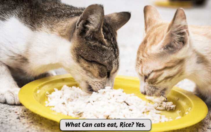 What Can Cats Eat