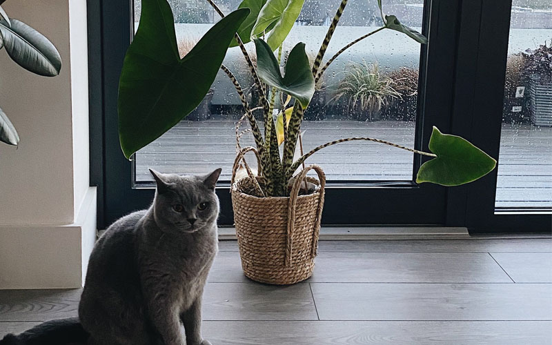 Alocasia Zebrina