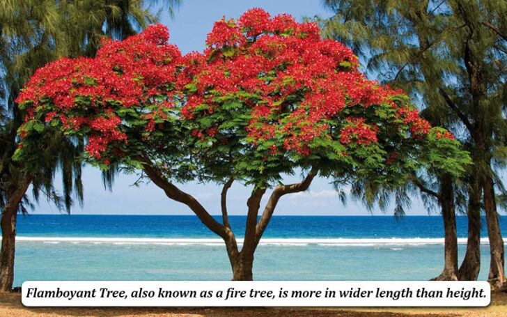 Flamboyant Tree