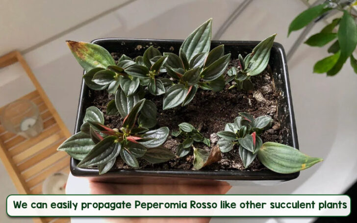 Peperomia Rosso